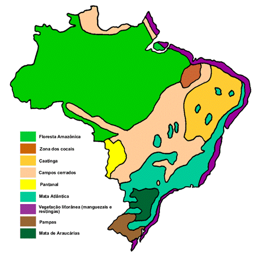 Tipos de vegetação. Os principais tipos de vegetação do Brasil
